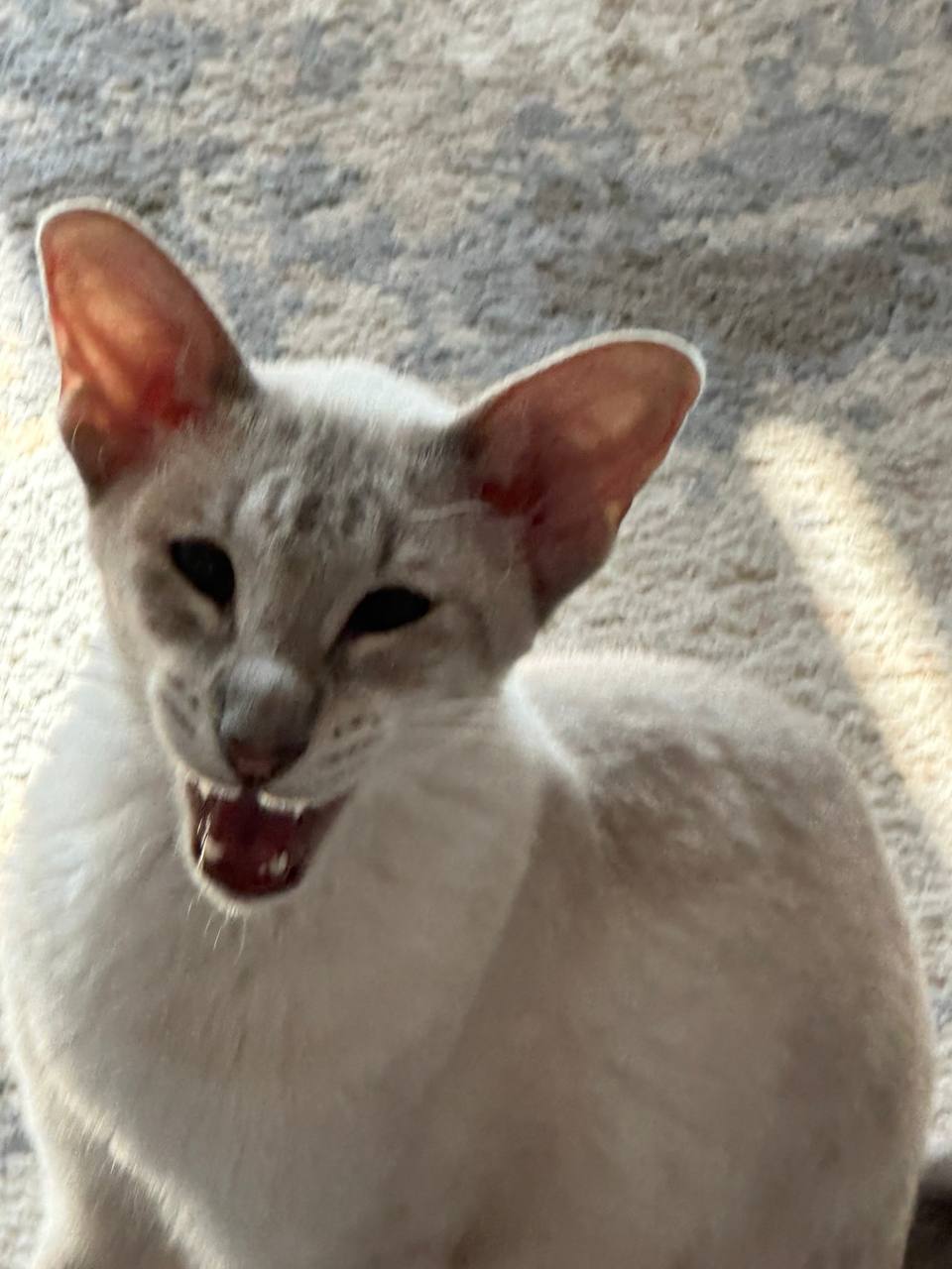 Компаньон 5