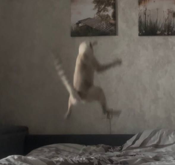 Компаньон 6