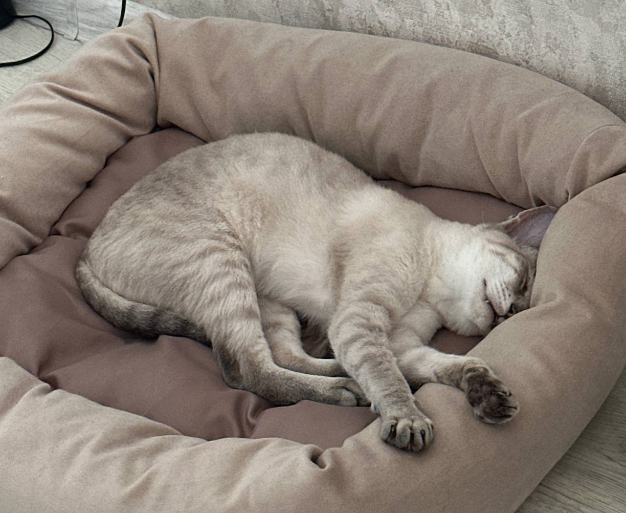 Компаньон 7